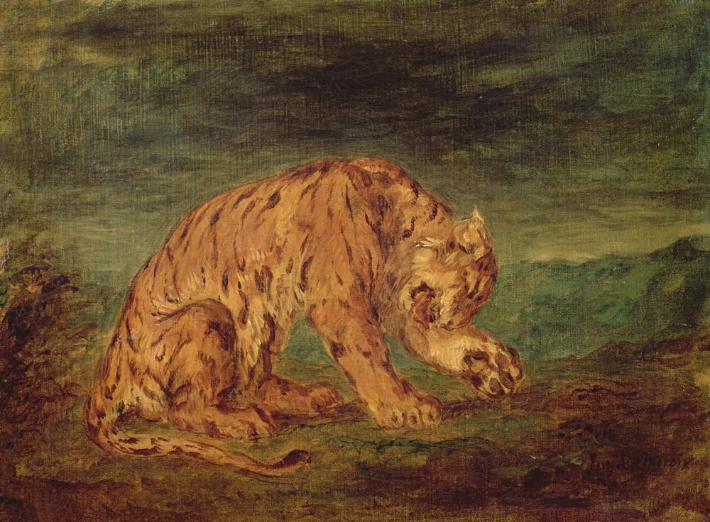 Tigre lambendo uma pata | Impressão de arte